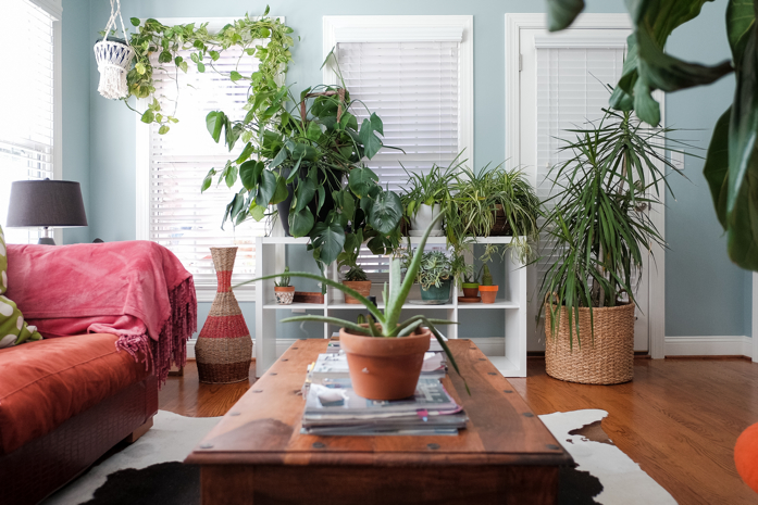 How to Maintain Your Houseplants During the Fall and Winter Months- designaddictmom
