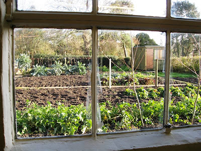 View of a vegetable patch from my office window