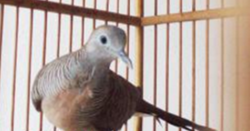 Angka Mimpi Burung Perkutut 2D 3D 4D Bergambar dalam Buku