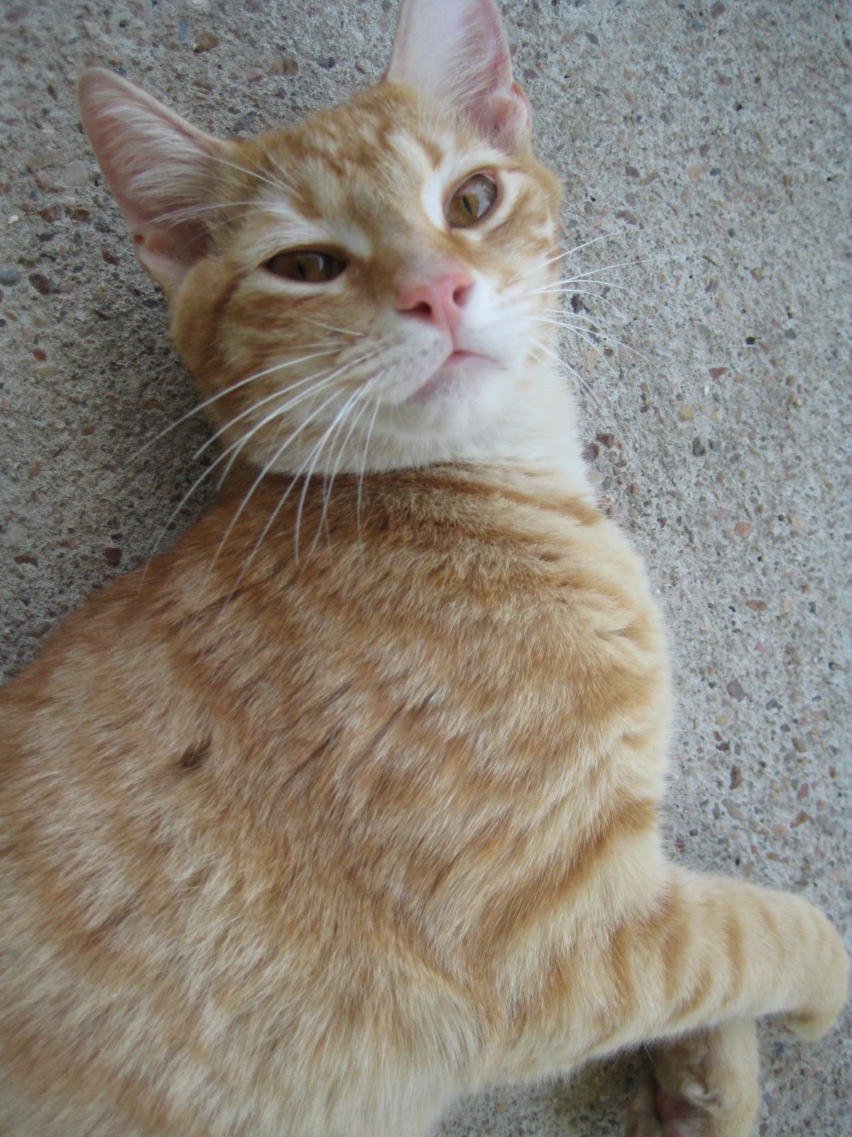 apples-of-gold-cure-for-cat-conjunctivitis-apple-cider-vinegar