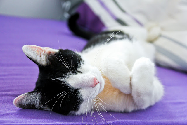 What science tells us about cats, illustrated by a black-and-white cat on a purple bedspread