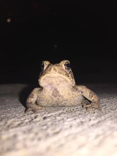 american toad chest