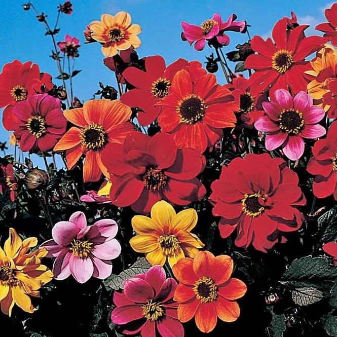 FLOWERING PLANTS FOR LATE SUMMER/AUTUMN COLOUR The Garden of Eaden