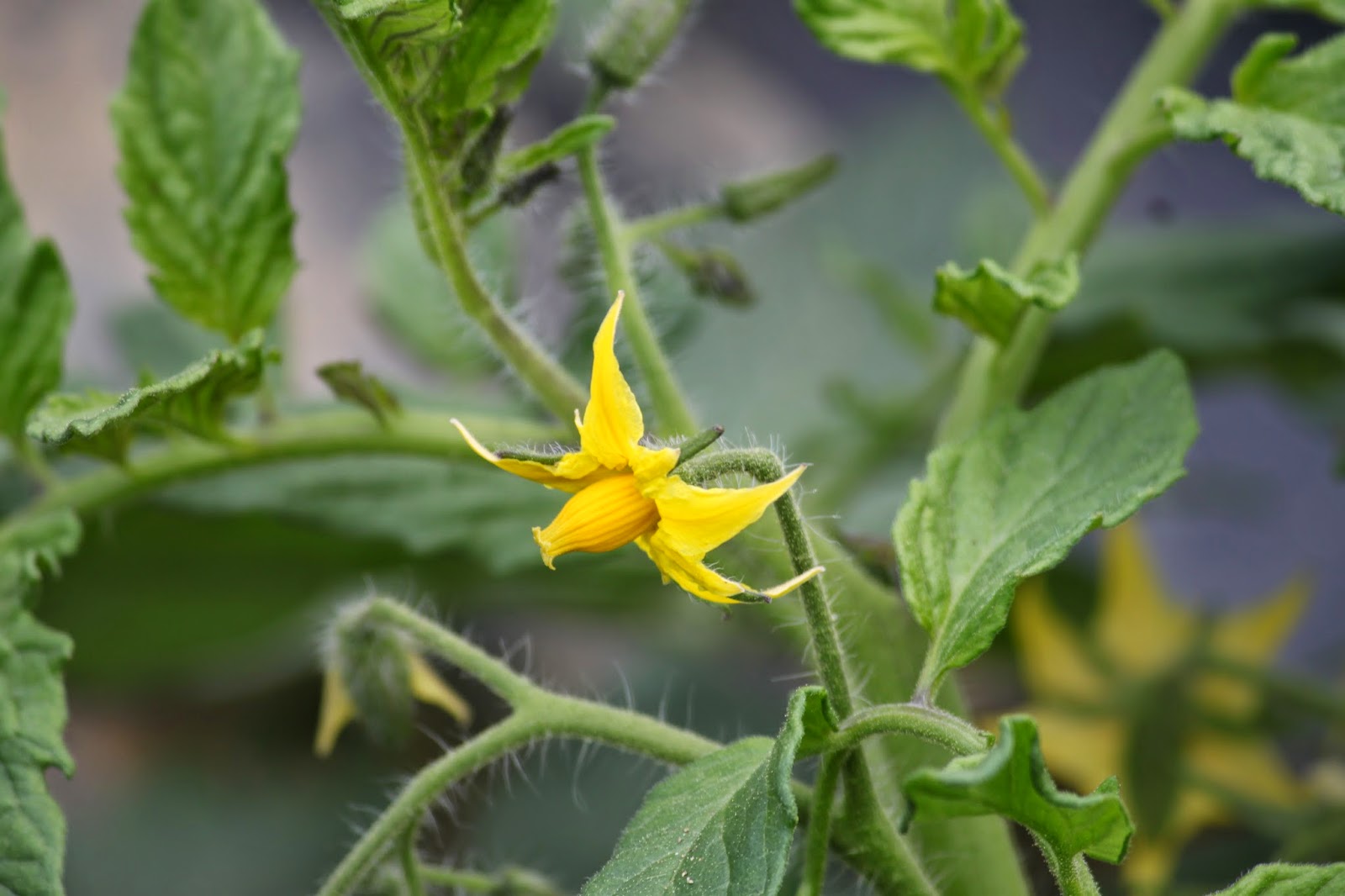 SIW Vegetables Uncovering tomatoes, their flowers and planting MORE