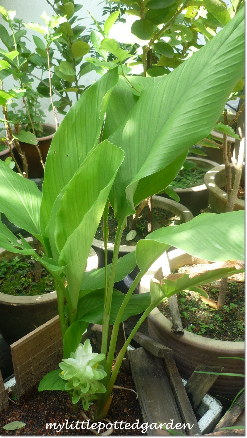 My Little Potted Garden Beautiful Flower of The Turmeric Plant