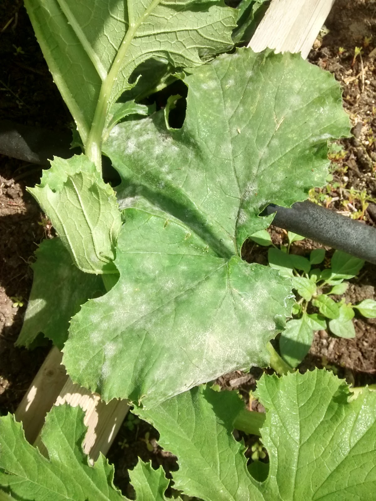 Regenerative Agroecosystems Milk for powdery mildew