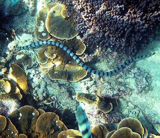 Blue-lipped sea snake krait
