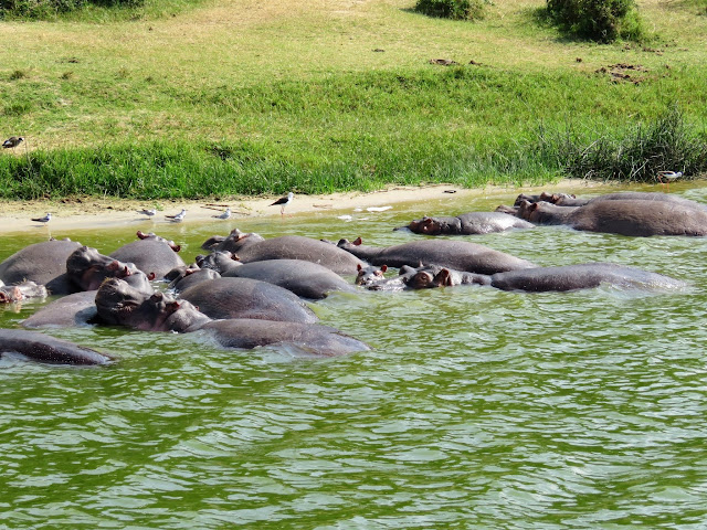 Hippos on the Kazinga Channel in Uganda