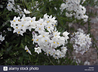   solanum jasminoide, solanum jasminoides purple, solanum jasminoides problems, solanum laxum, solanum jasminoides poisonous, solanum jasminoides (potato vine), solanum jasminoides pruning, solanum jasminoides rhs, solanum jasminoides in pots