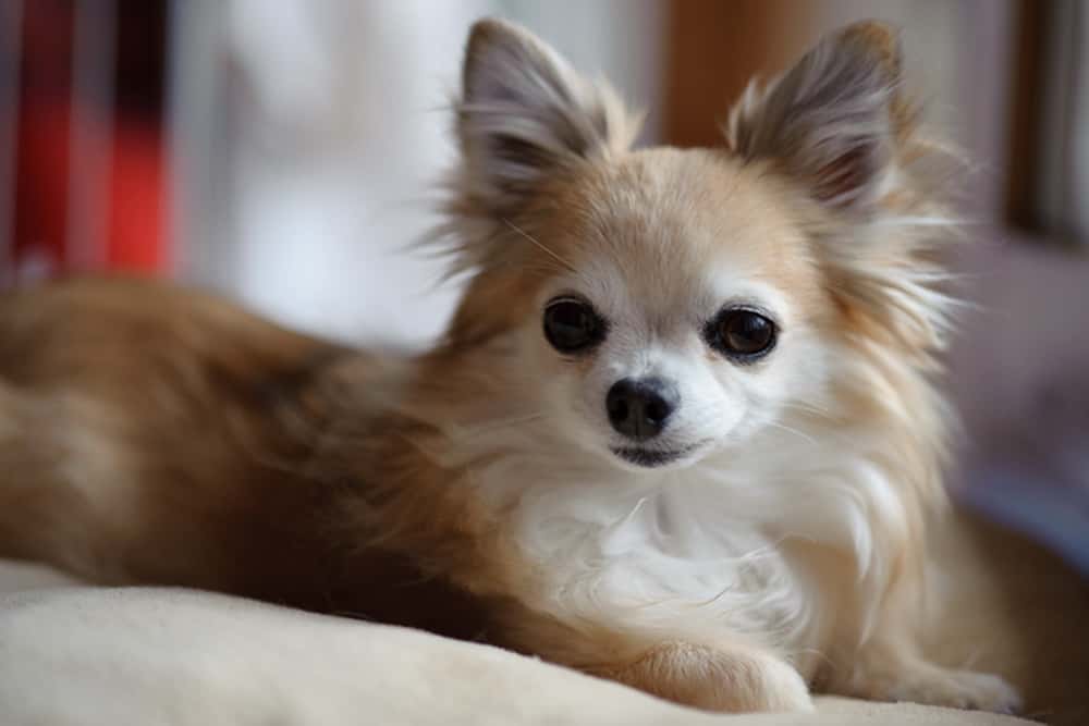 Top 11 Most Popular Small Dog Breeds In The World Pets4Good Best