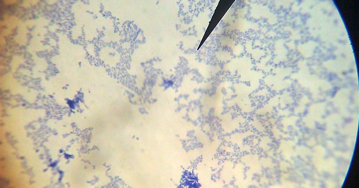 Medical Microbiology: October 6