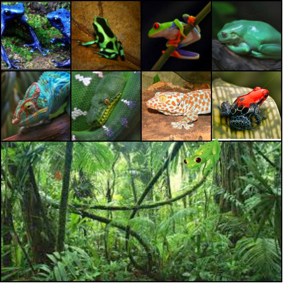 Rain forest Reptiles and Amphibians