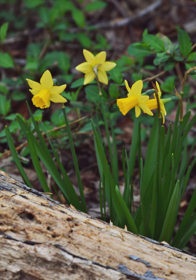 The Flying Clubhouse: Signs of Spring - Jonquils The Flying Clubhouse: Signs of Spring - Jonquils