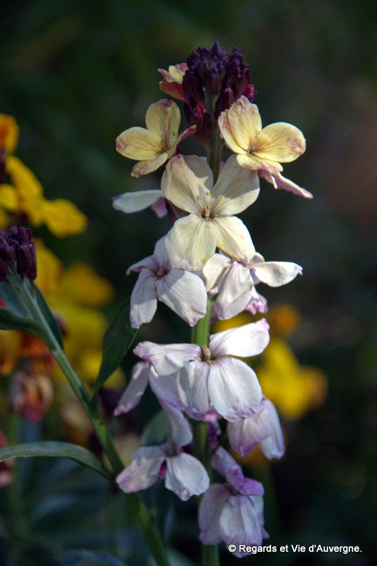 Fleurs, Giroflée des murailles.