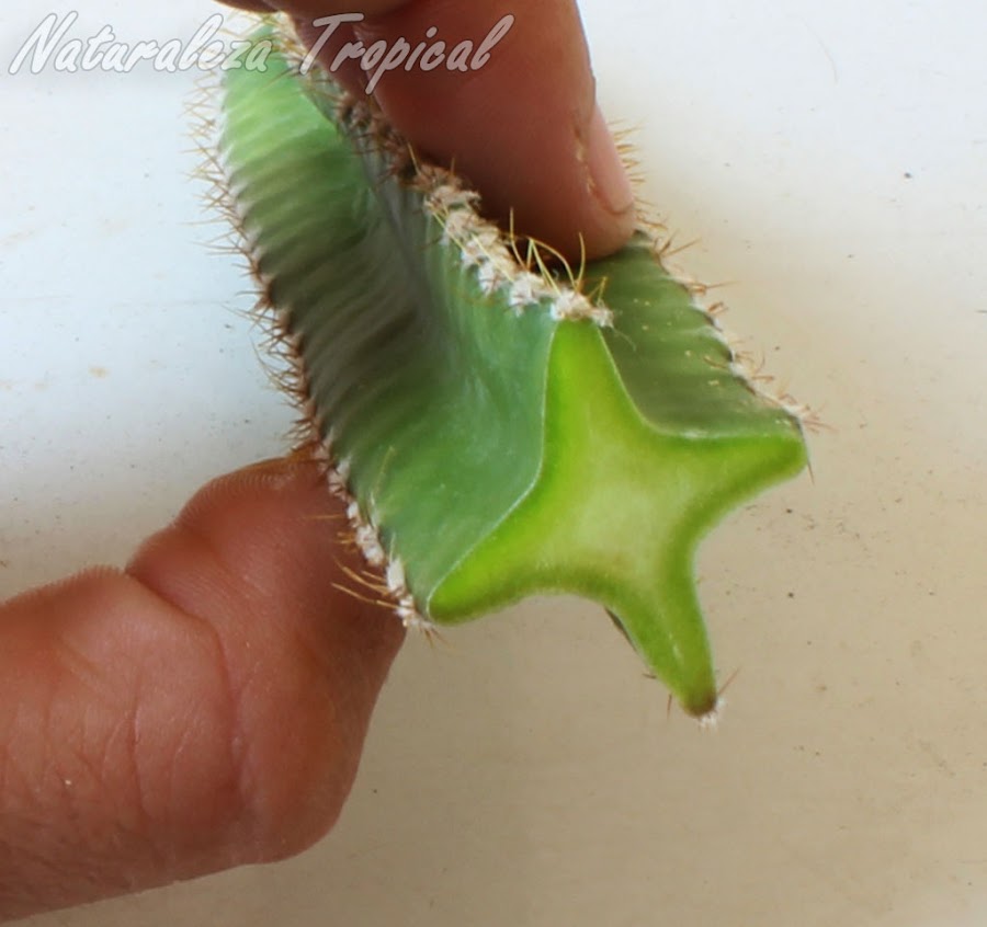 Tejido completamente sano de un corte bien realizado en el cactus Acanthocereus tetragonus