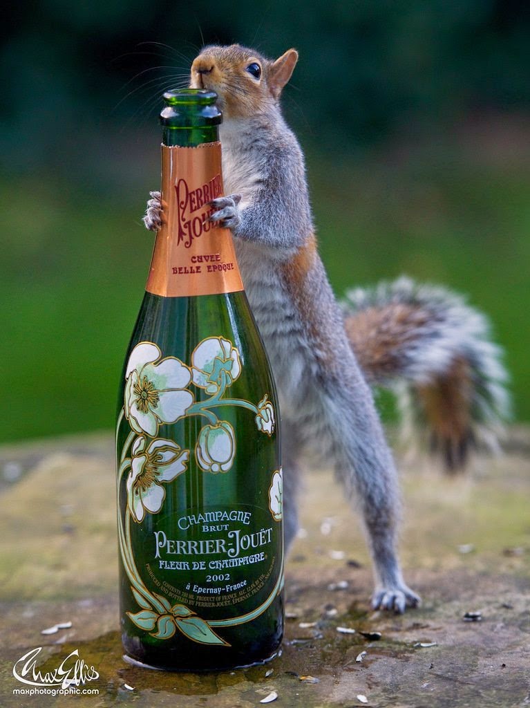 пьяные белки. пьяный бурундук. белка с рюмкой. пьющая белка. белка с орешками.