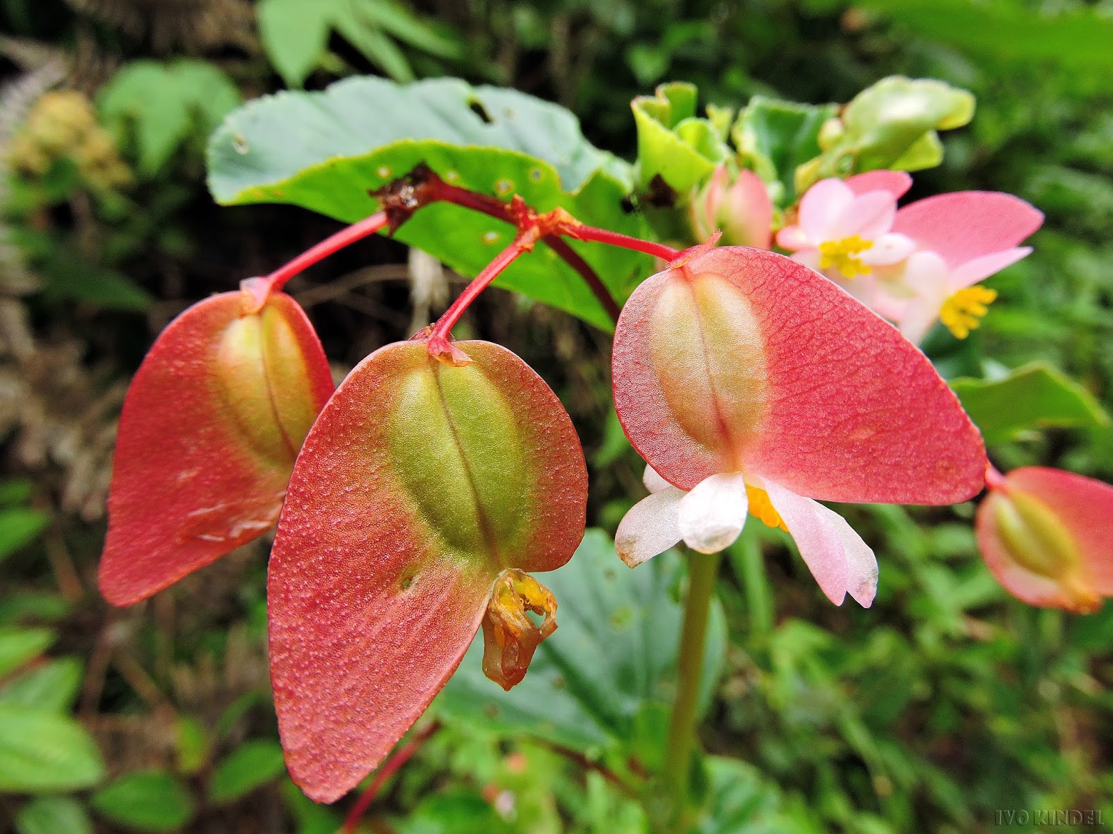 BUTZKE AGRÍCOLA E FLORESTAL - TAIÓ/SC: Begonia cucullata (Azedinha-do-brejo)