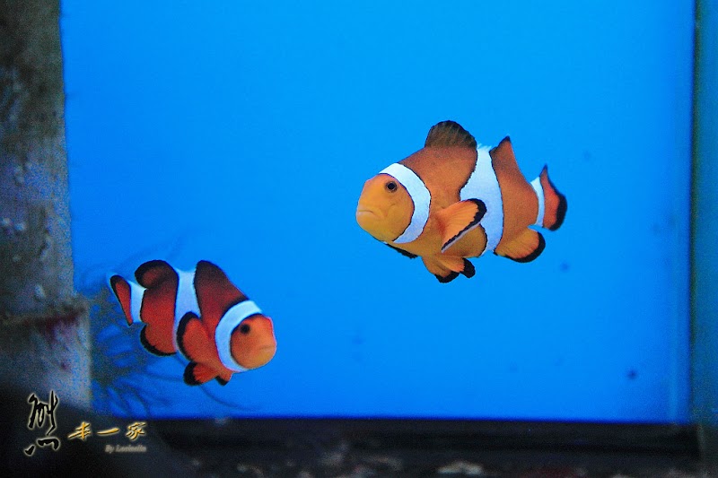 七星柴魚博物館|海洋資源區|趣味柴魚燒DIY|花蓮新城觀光工廠|余宗柏故事館七星柴魚博物館|黑潮本舖|紀念商品區|花蓮新城觀光工廠七星柴魚博物館|七星潭周邊景點|花蓮親子觀光工廠|七星潭社區|崇德隧道、崇德休憩區
