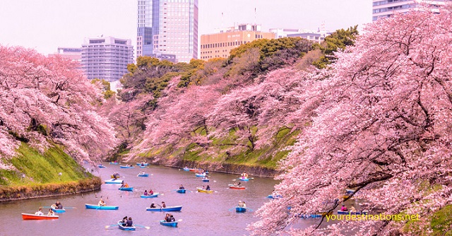  Most Beautiful Sakura Flower View Places inwards Nippon xx Most Beautiful Sakura Flower View Places inwards Japan