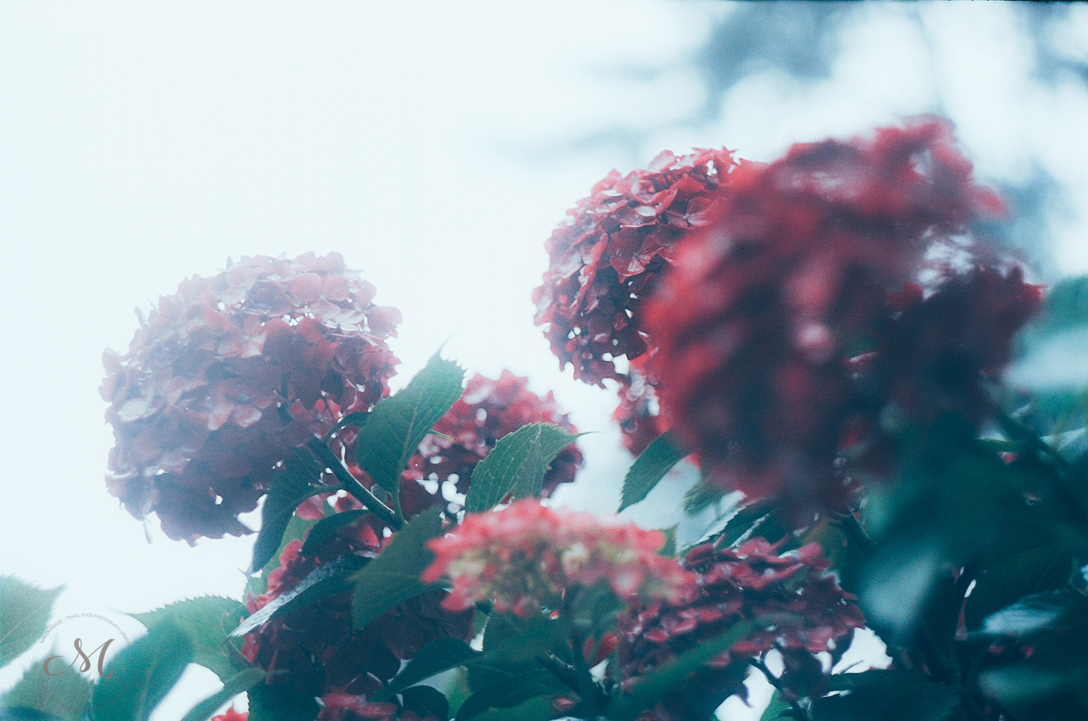 Low Centerpiece With White Hydrangea Green Cymbidium Green