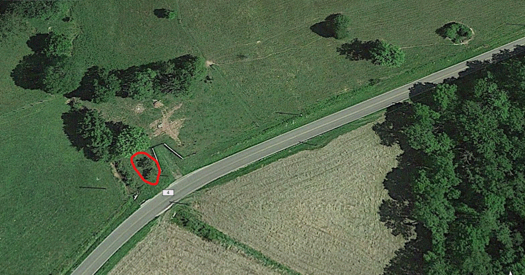 Ohio Birds and Biodiversity Northern mockingbird defends multiflora