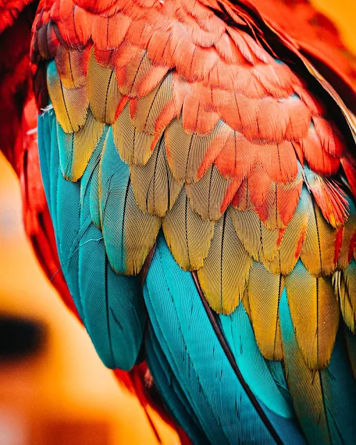 macaw feathers ultra hd picture to use as background wallpaper for phone