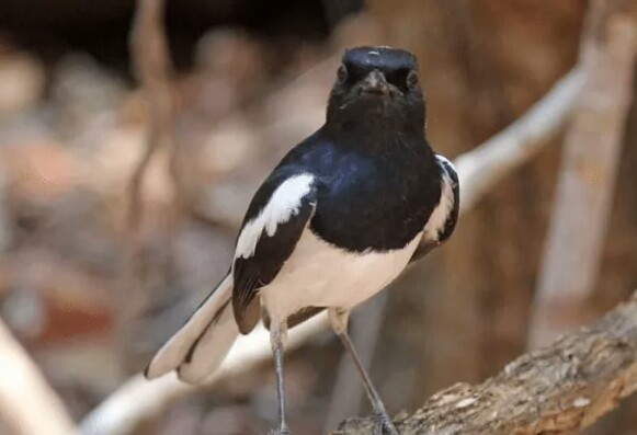 Cara Mengatasi Kacer Stres Lakukan Cara Pencegahan Berikut Ini Sukses Perawatan