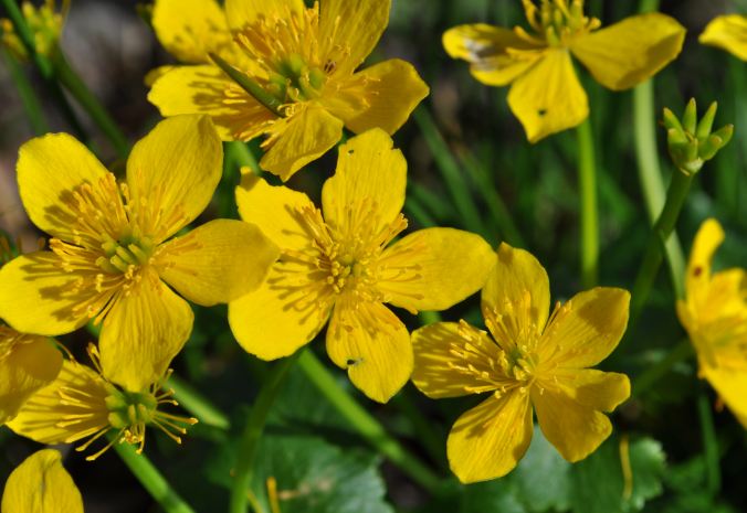 ingas-tankst-lle-nu-blommar-h-ggen