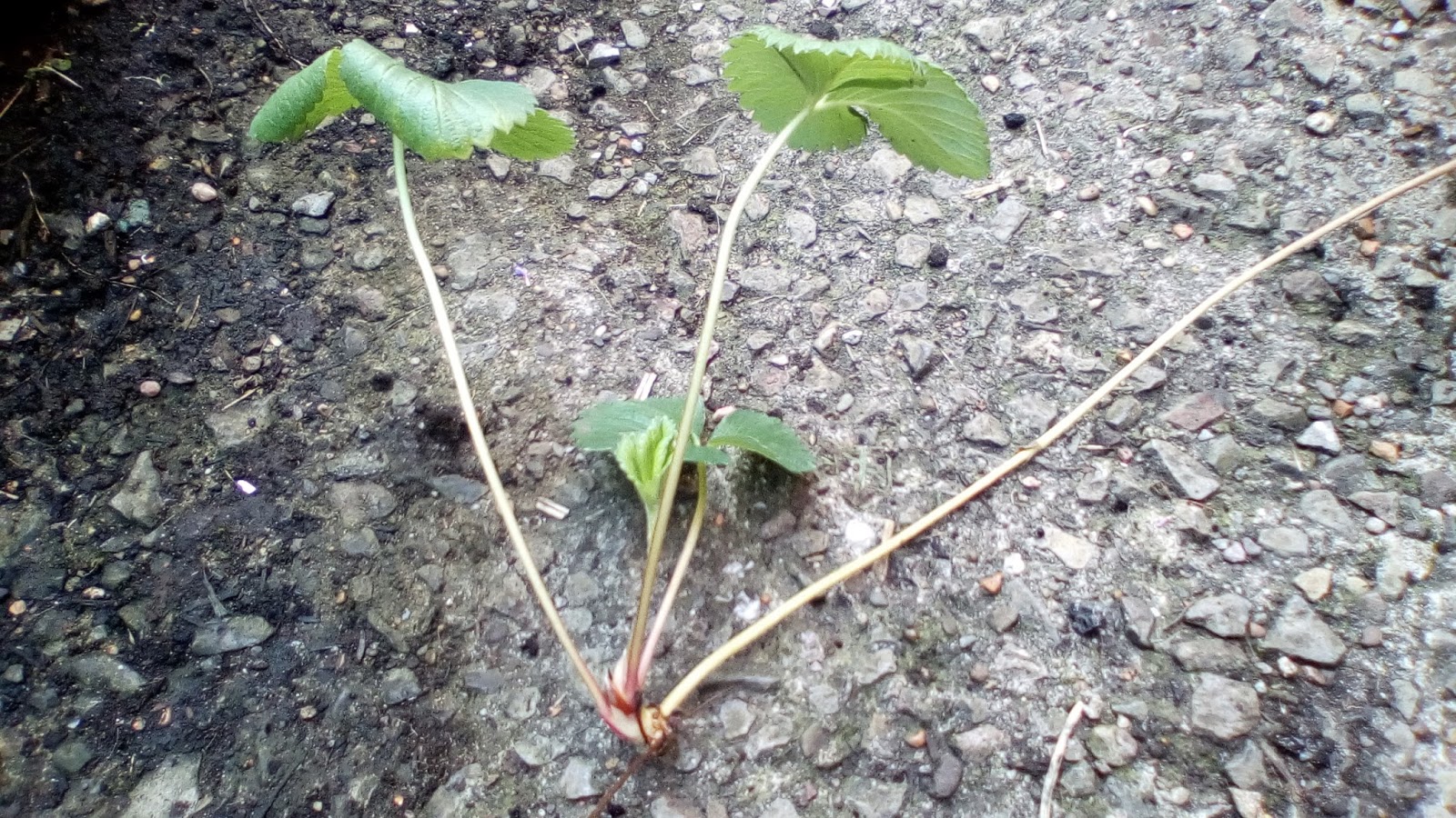 The Green Fingered Blog How to grow new plants from runners A