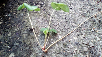 Strawberry runner How to grow plants from runners Beginners Guide Green Fingered Blog