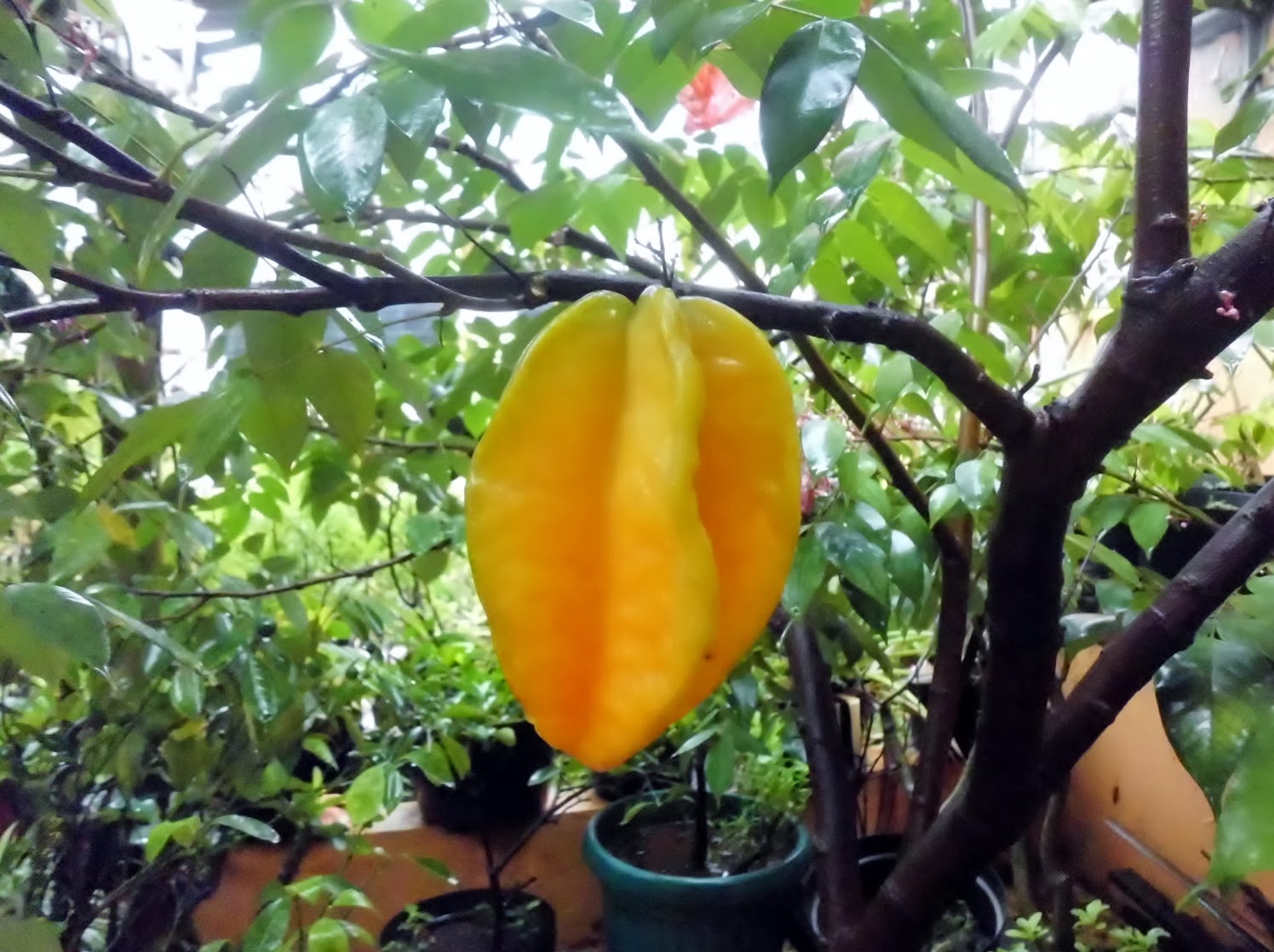 Exotic Plants in Indonesia : Fruits Gallery