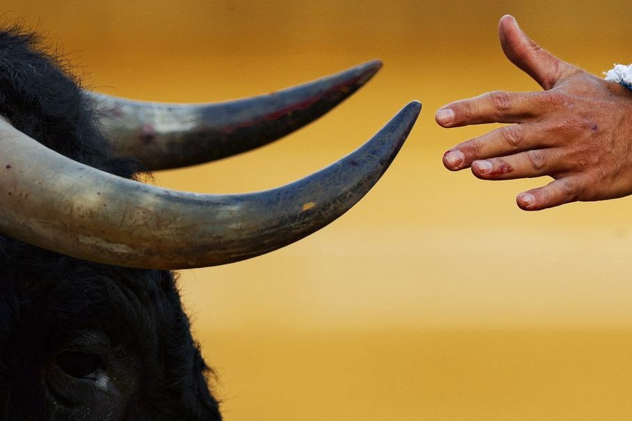 Spanish bullfighter Manuel Escribano stretches his hand towards a bull's horn during a bullfight in Toro, Spain, Thursday, Aug. 28, 2014. 