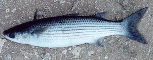 A Pesca do Jorge Santos: Tainha