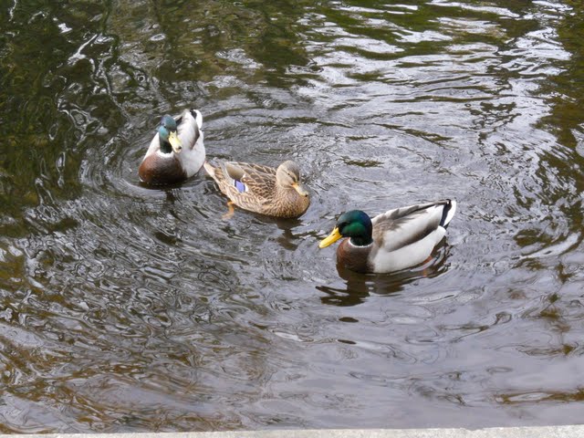 Walk the River Dodder in Dublin - ducks