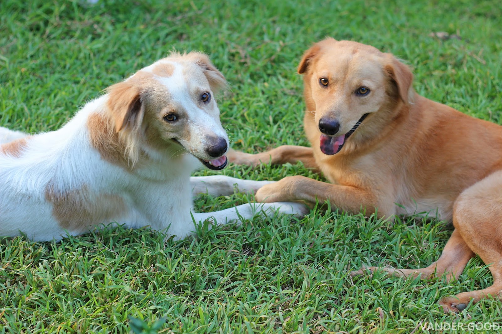 Dog Photoshoot | VANDER GOOD