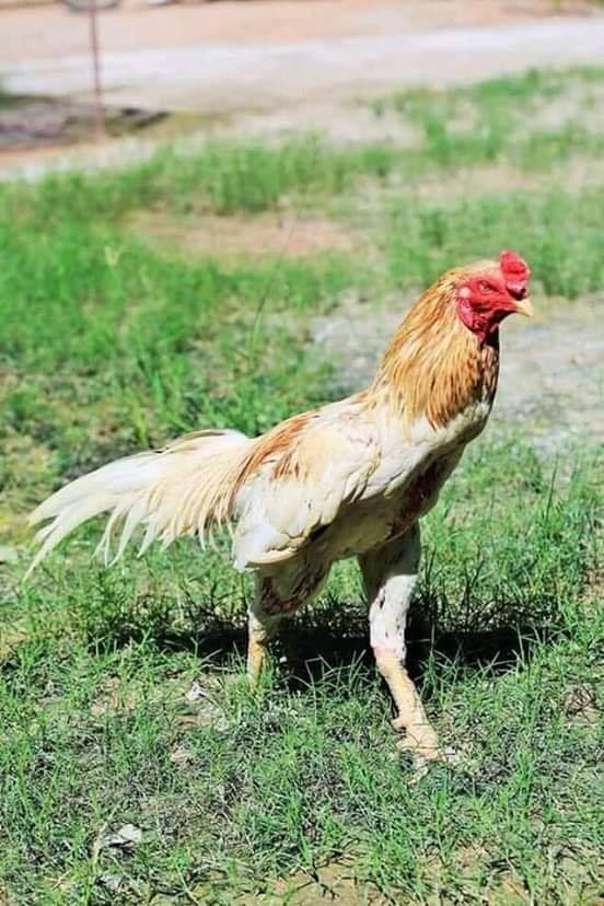 89 Gambar Ayam Yokere Kekinian Infobaru 89 Gambar Ayam Yokere Kekinian Infobaru