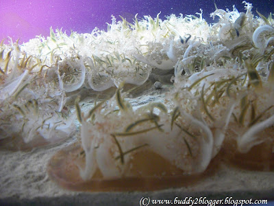 Upside - Down Jelly Fish Shedd Aquarium