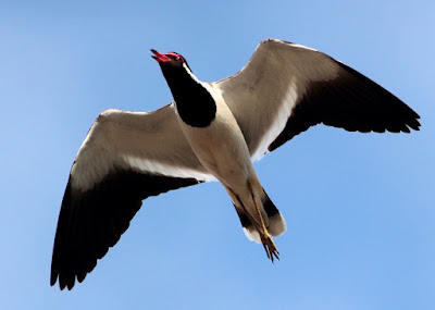 "Red-wattled Lapwing announcing spring,flying above gracefully."
