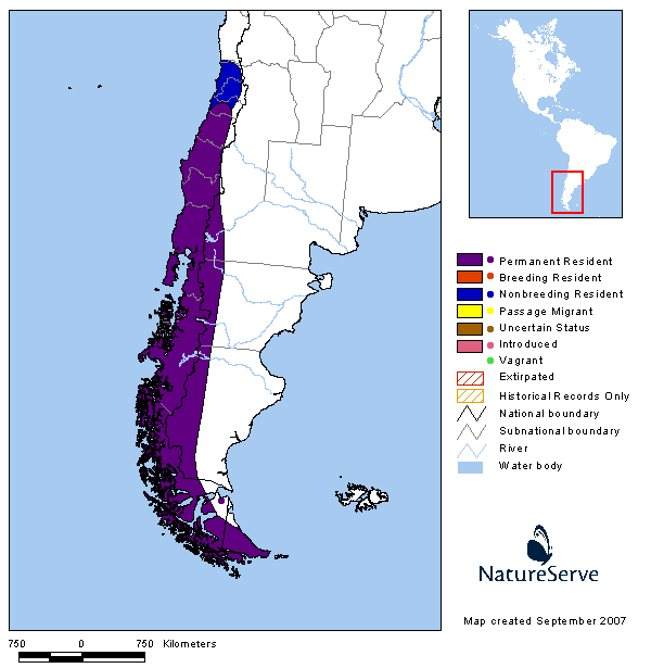 Comesebo patagónico (Phrygilus patagonicus)