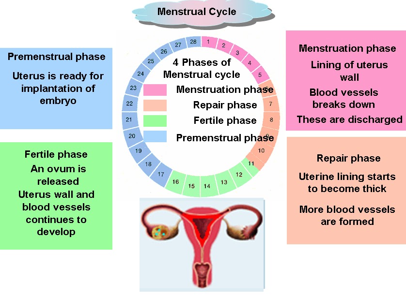 Face Bio Na-P67: TOPIC 4:REPRODUCTION-4.4 Menstrual Cycle