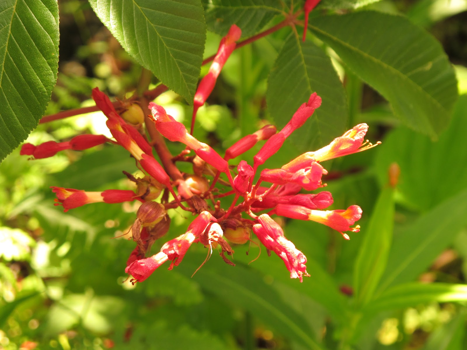 A Year With The Trees Red Buckeye Aesculus Pavia