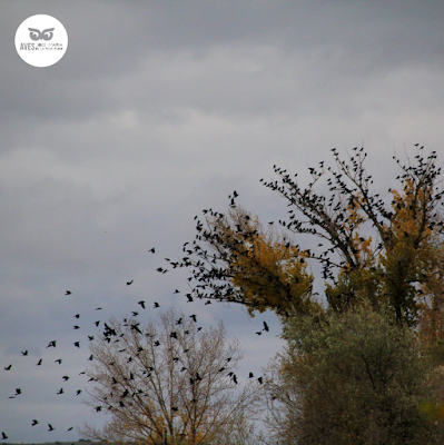 Grajillas occidentales (Corvus monedula) cerca del dormidero invernal.