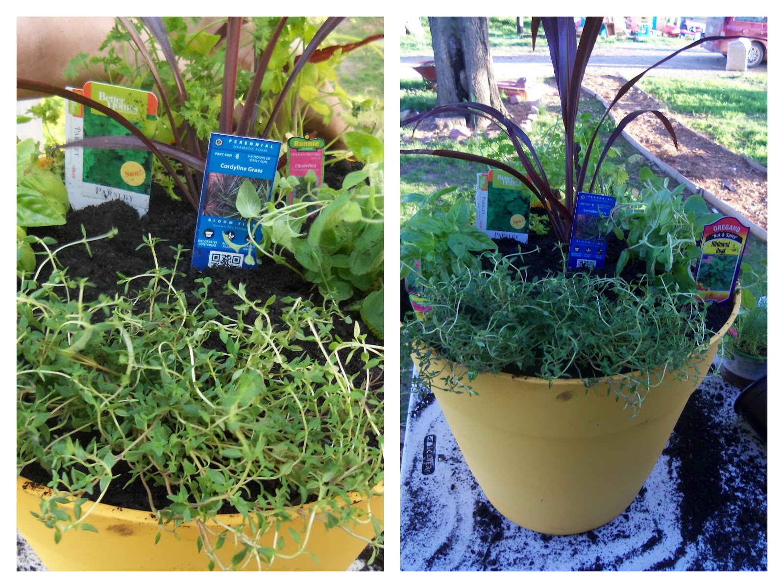 Mother's Day Gift Idea Tomato & Herb Garden