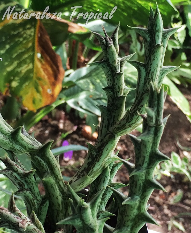 Vista de la planta llamada Estrella Negra (Orbea decaisneana). Pachycymbium decaisneanum o Caralluma hesperidum