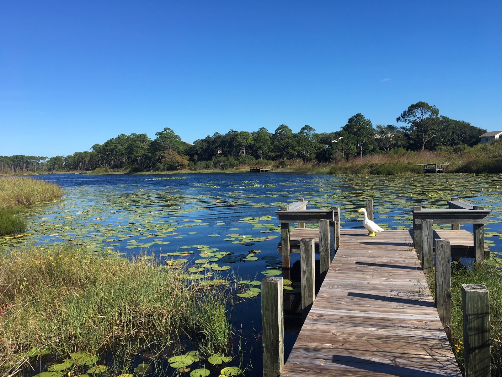 Runaway Goose Goose Returns to Florida! Four Mile Village in Coffeen