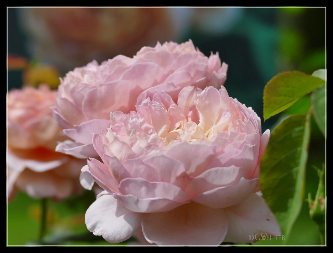 Stop & Smell the Roses (Rosewood Gardens, West Charlton NY) Life As I