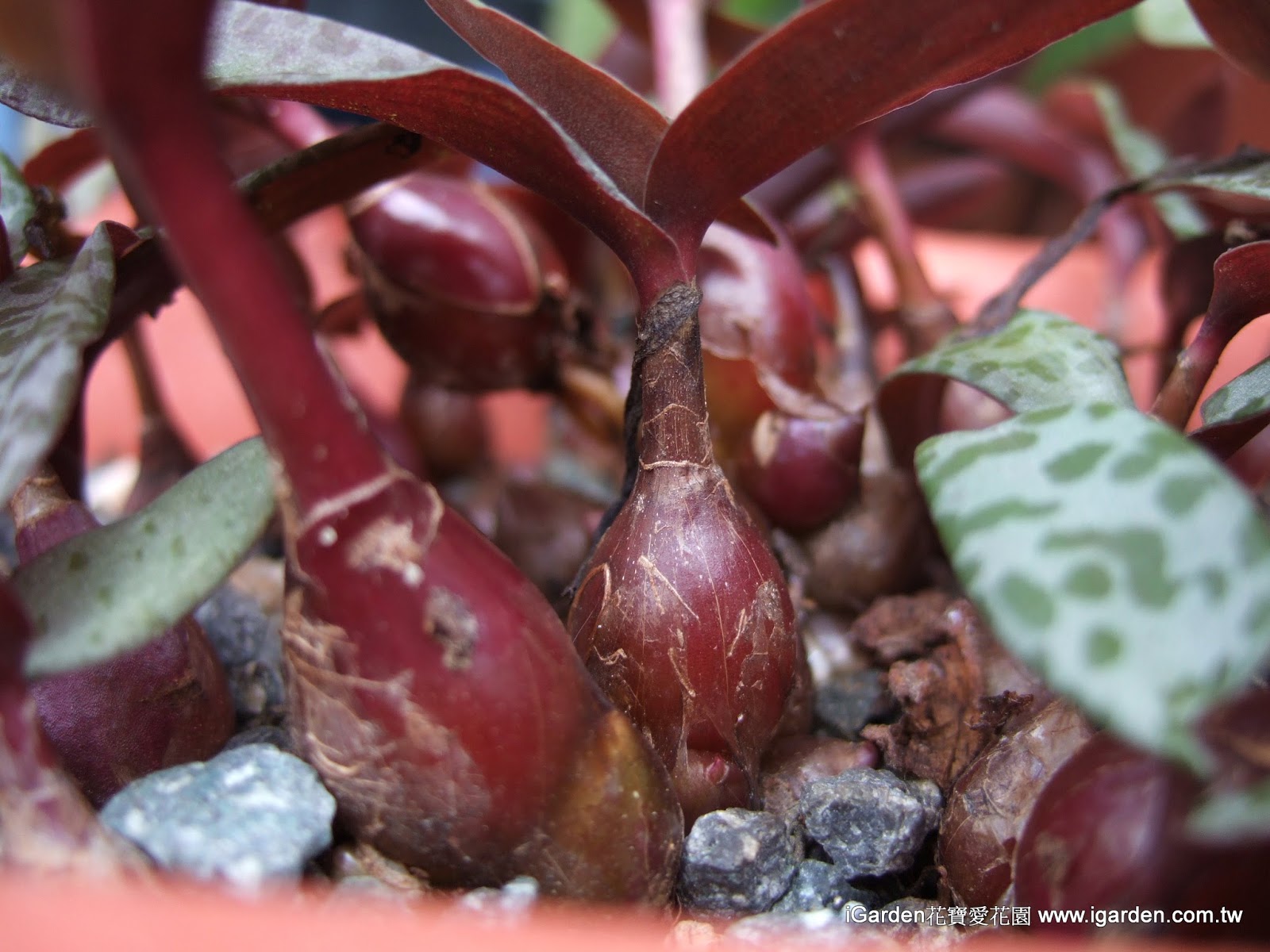 多肉品種 豹紋紅寶 油點百合 園藝部落格 Igarden 花寶愛花園園藝文摘plus
