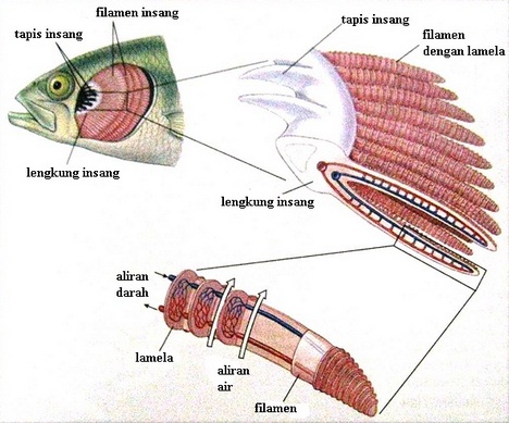 54+ Gambar Organ Pernapasan Hewan Ikan HD Terbaik