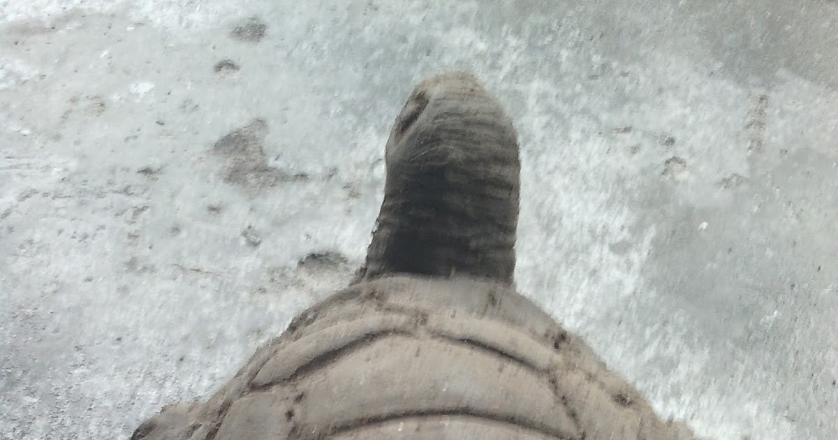 17+ Gambar Patung Hewan Dari Tanah Liat