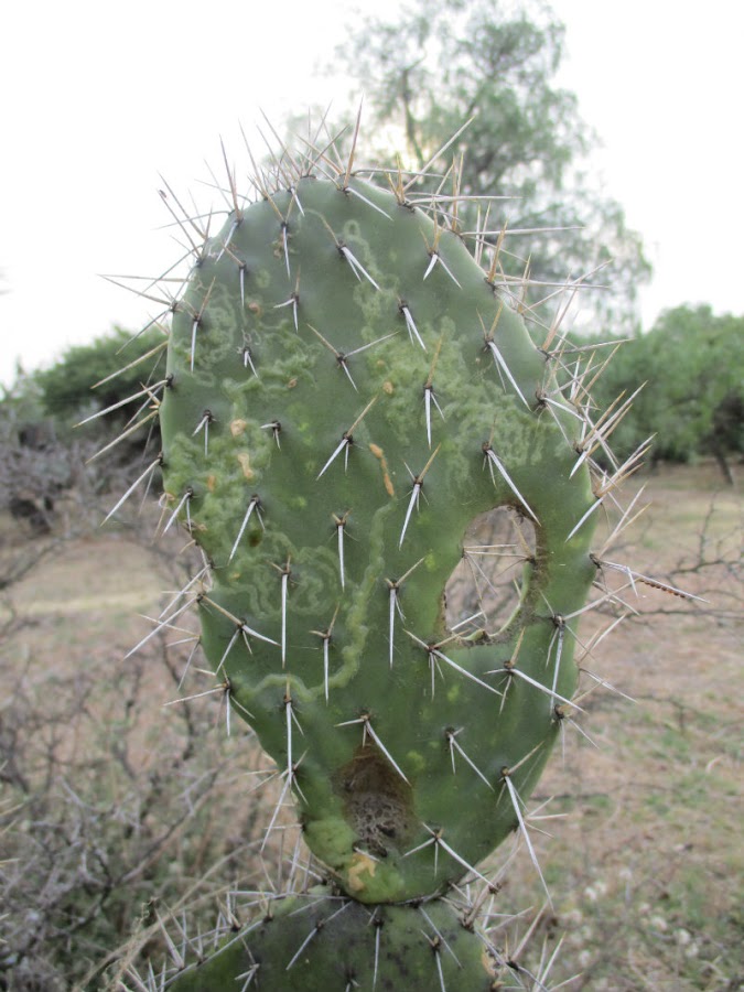 El nopal - blog 11